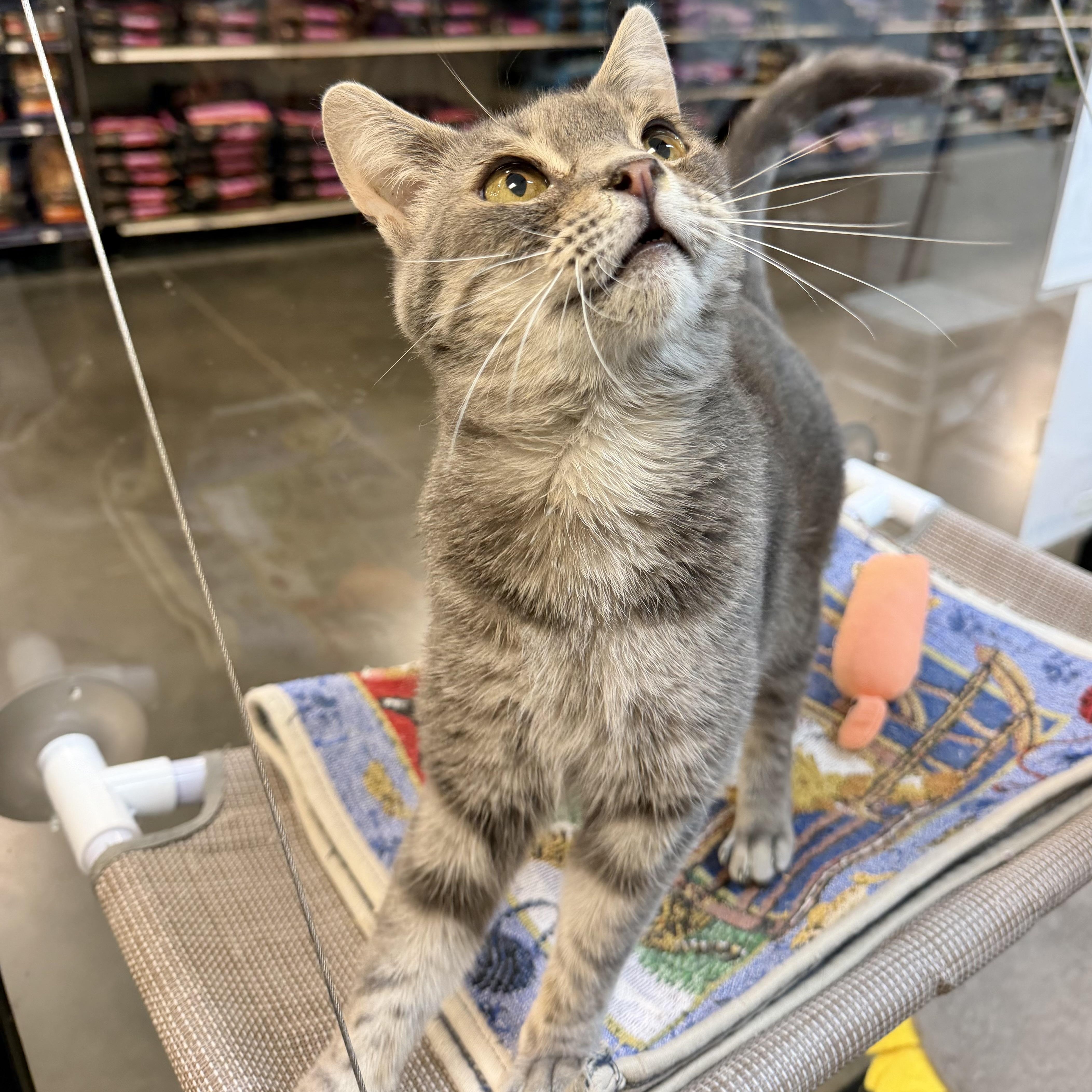 Enlarge Chester, an adopted Domestic Short Hair in Rock Hill, SC image 1/6