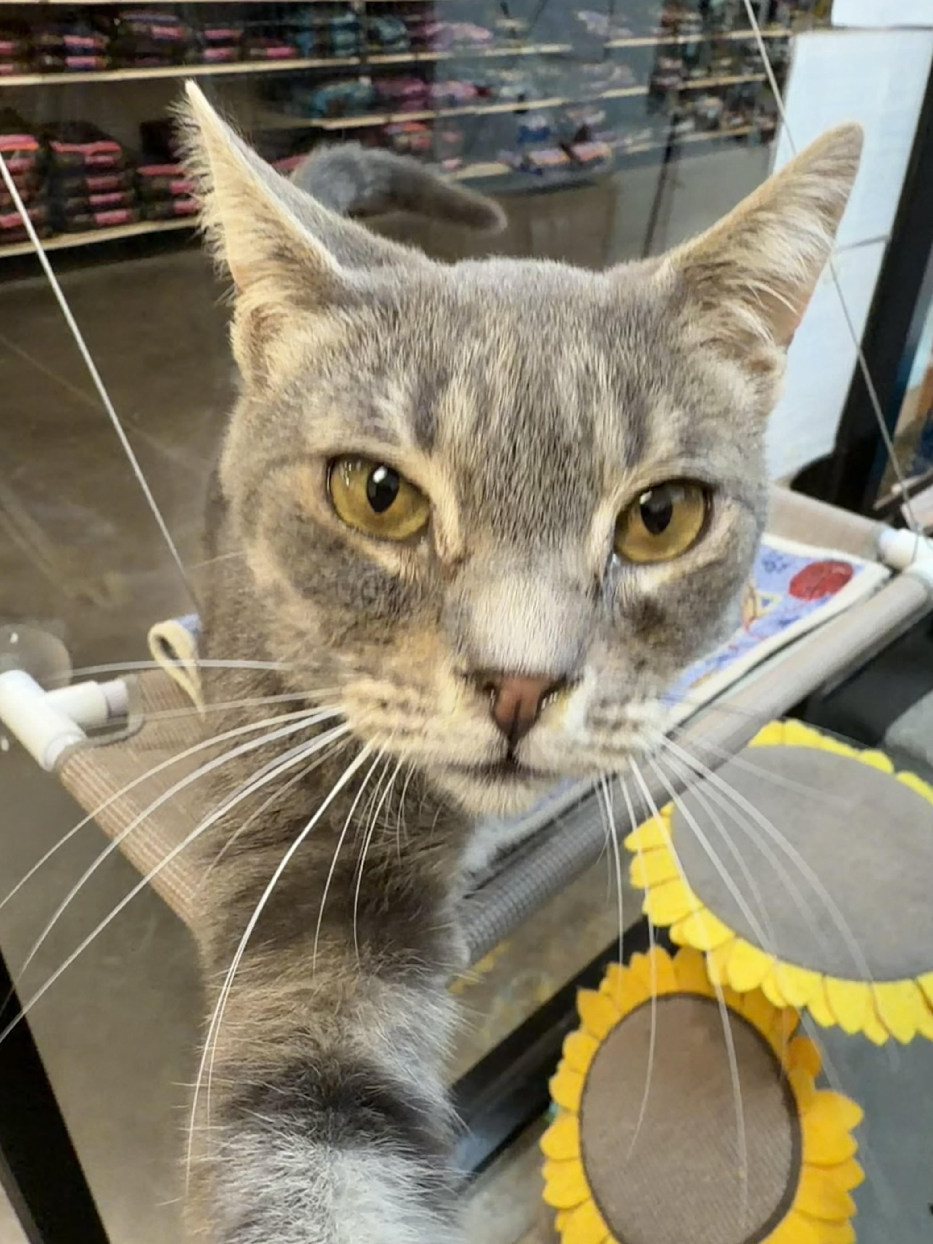 Enlarge Chester, an adopted Domestic Short Hair in Rock Hill, SC image 6/6