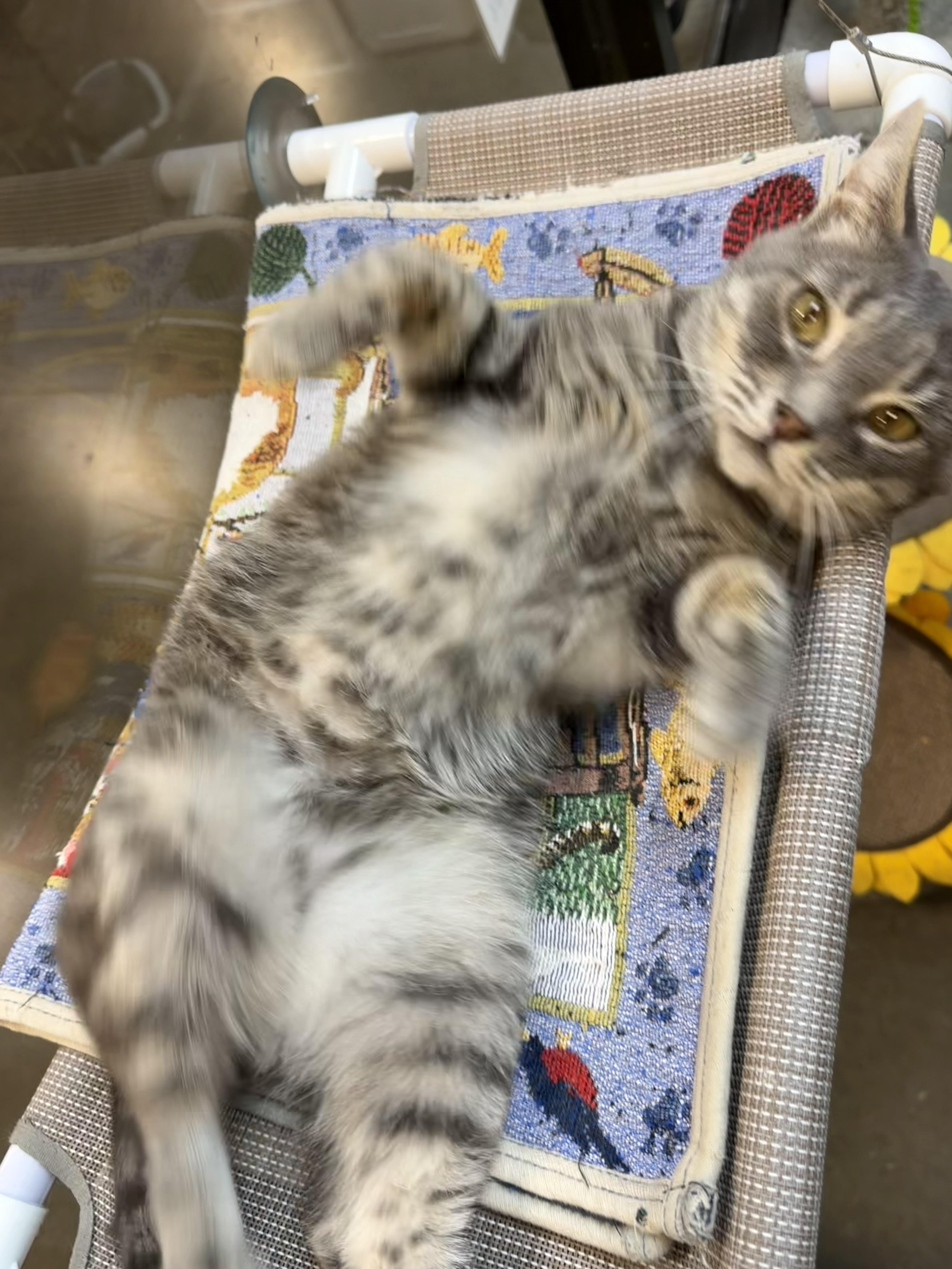 Enlarge Chester, an adopted Domestic Short Hair in Rock Hill, SC image 5/6