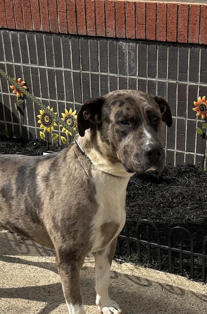 Bo, a Adoptable mixed breed in Lancaster, PA image 1/2