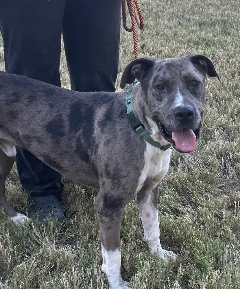 Enlarge Bo, a Adoptable mixed breed in Lancaster, PA image 2/6
