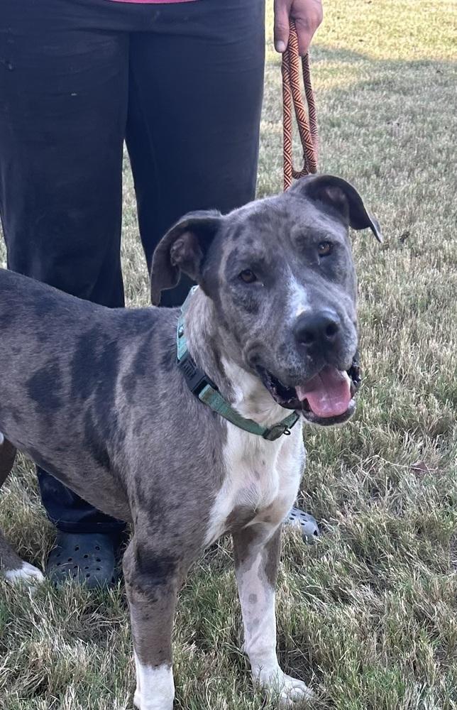 Enlarge Bo, a Adoptable mixed breed in Lancaster, PA image 3/6
