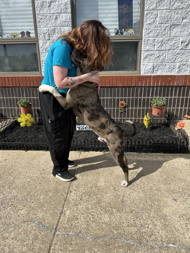 Bo, a Adoptable mixed breed in Lancaster, PA image 2/2