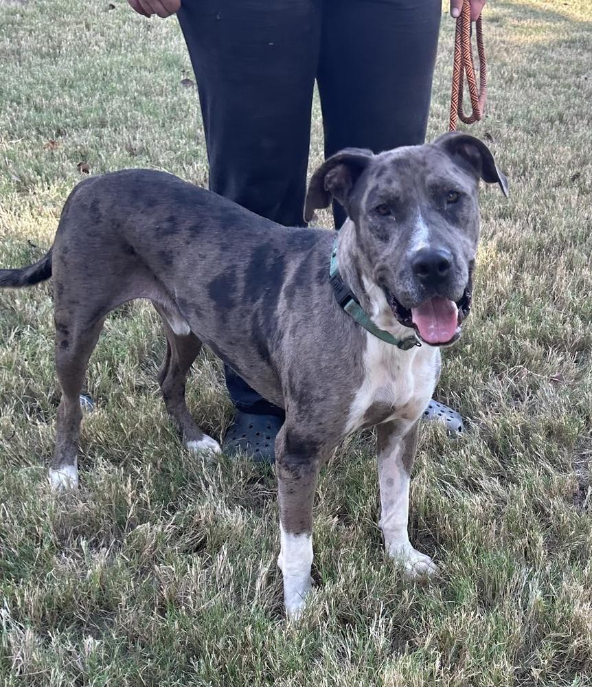 Enlarge Bo, a Adoptable mixed breed in Lancaster, PA image 5/6