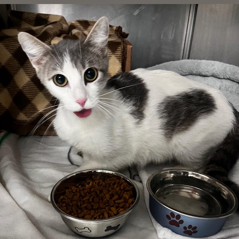 Catniss Everclean, Adoptable, Adult Female Domestic Short Hair.