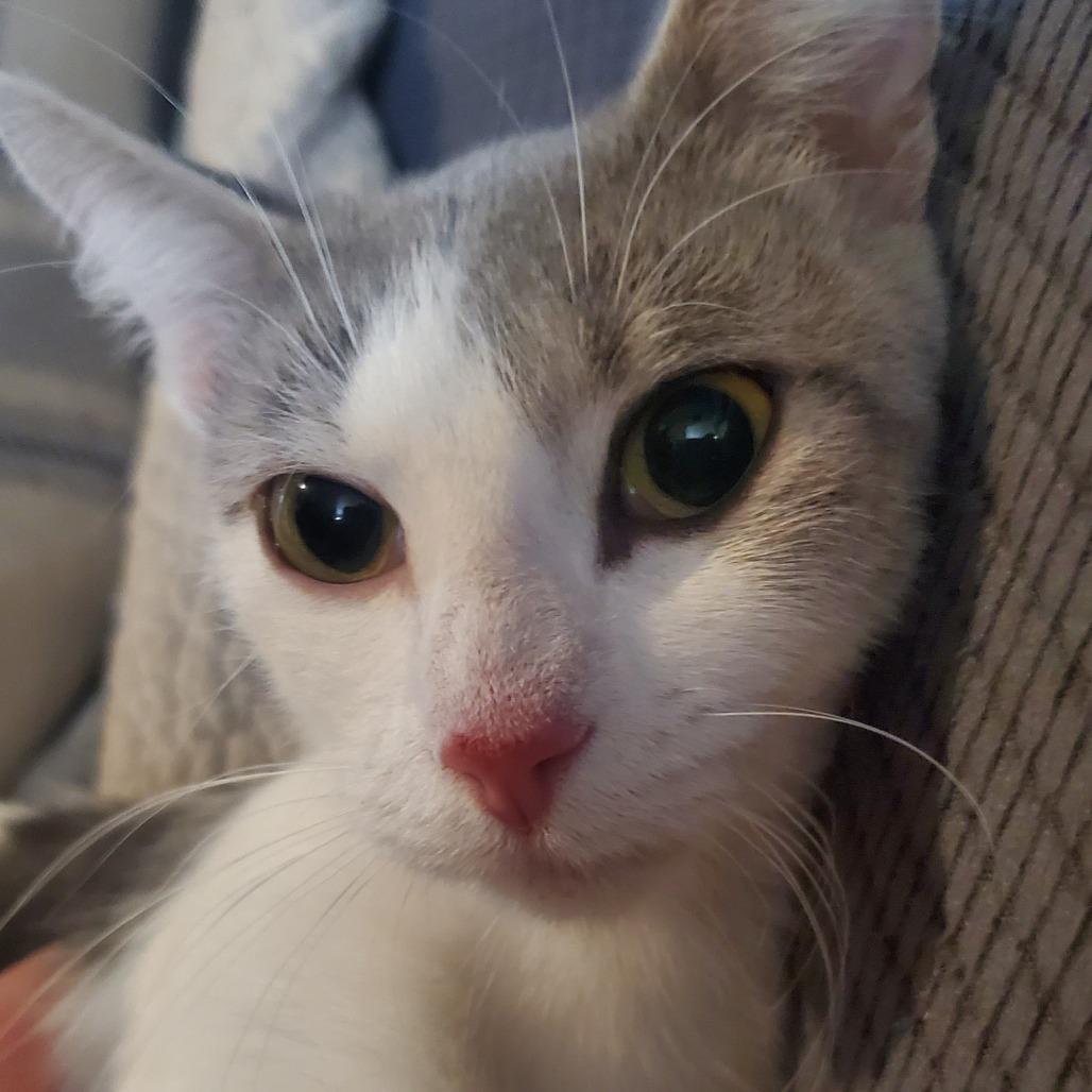 Enlarge Catniss Everclean, a Adoptable Domestic Short Hair in Union, MO image 2/3