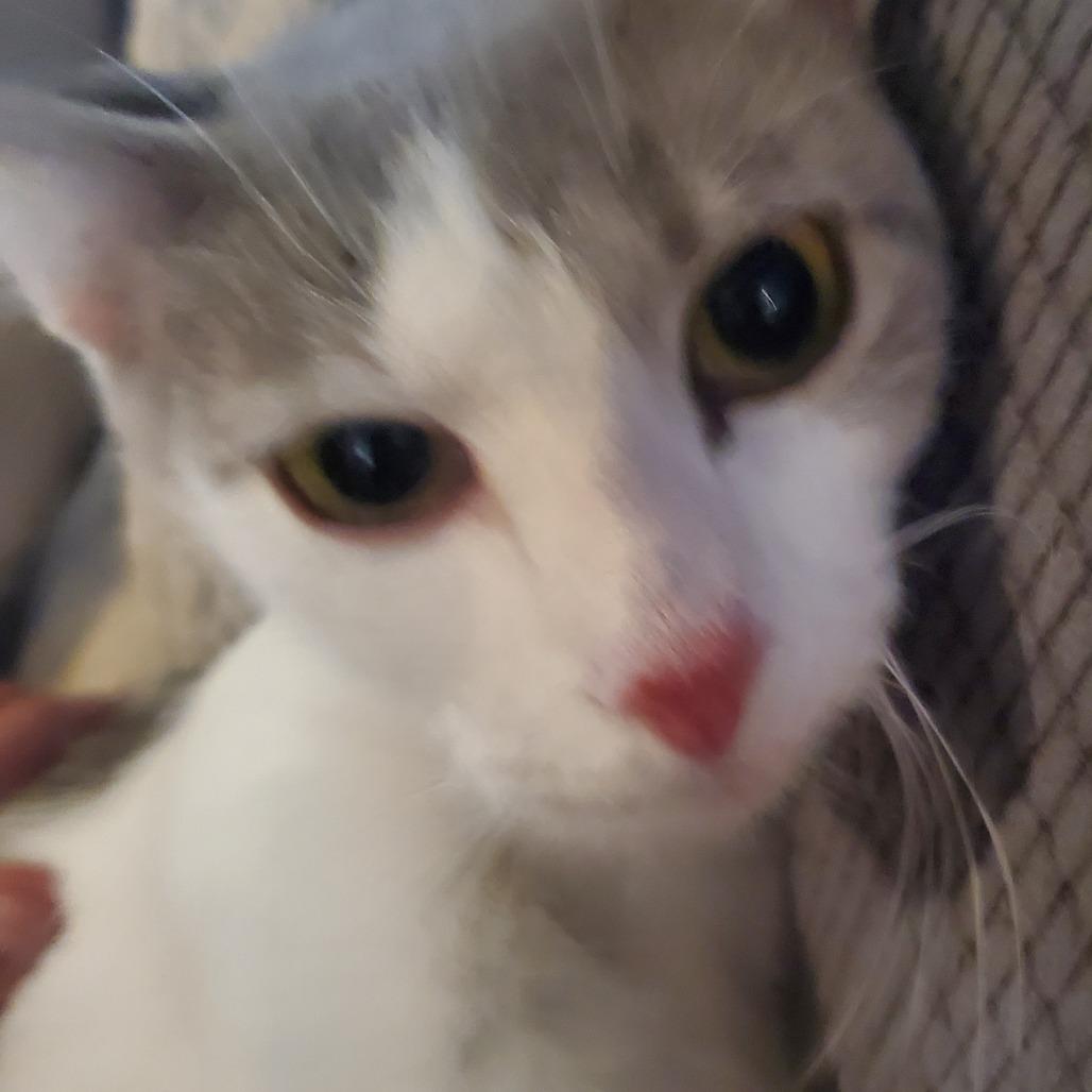 Enlarge Catniss Everclean, a Adoptable Domestic Short Hair in Union, MO image 3/3