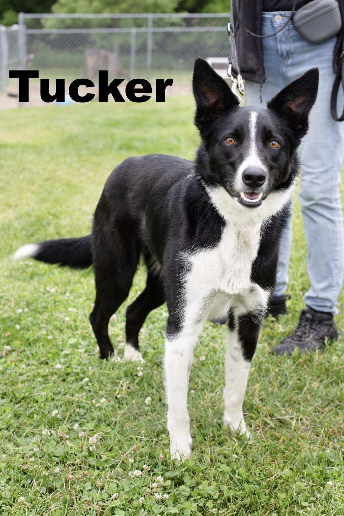Tucker  (aka Jessie James), adopted, Young Male Border Collie.