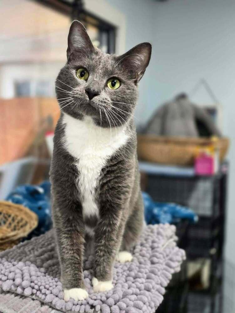 Enlarge Graham, a Adoptable Domestic Short Hair in Lewisburg, TN image 1/3