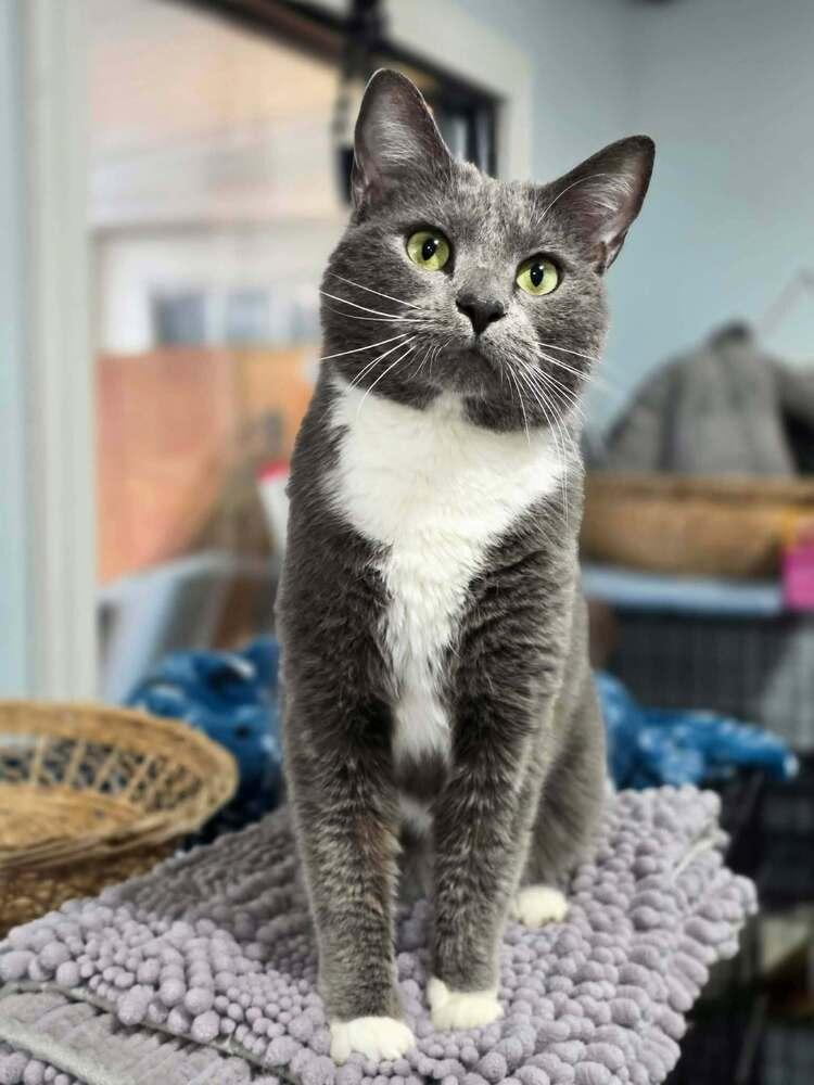 Enlarge Graham, a Adoptable Domestic Short Hair in Lewisburg, TN image 2/3