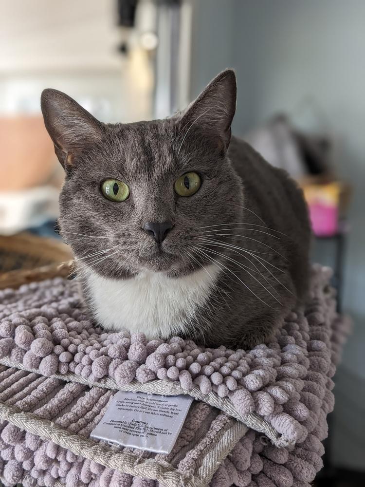 Enlarge Graham, a Adoptable Domestic Short Hair in Lewisburg, TN image 3/3