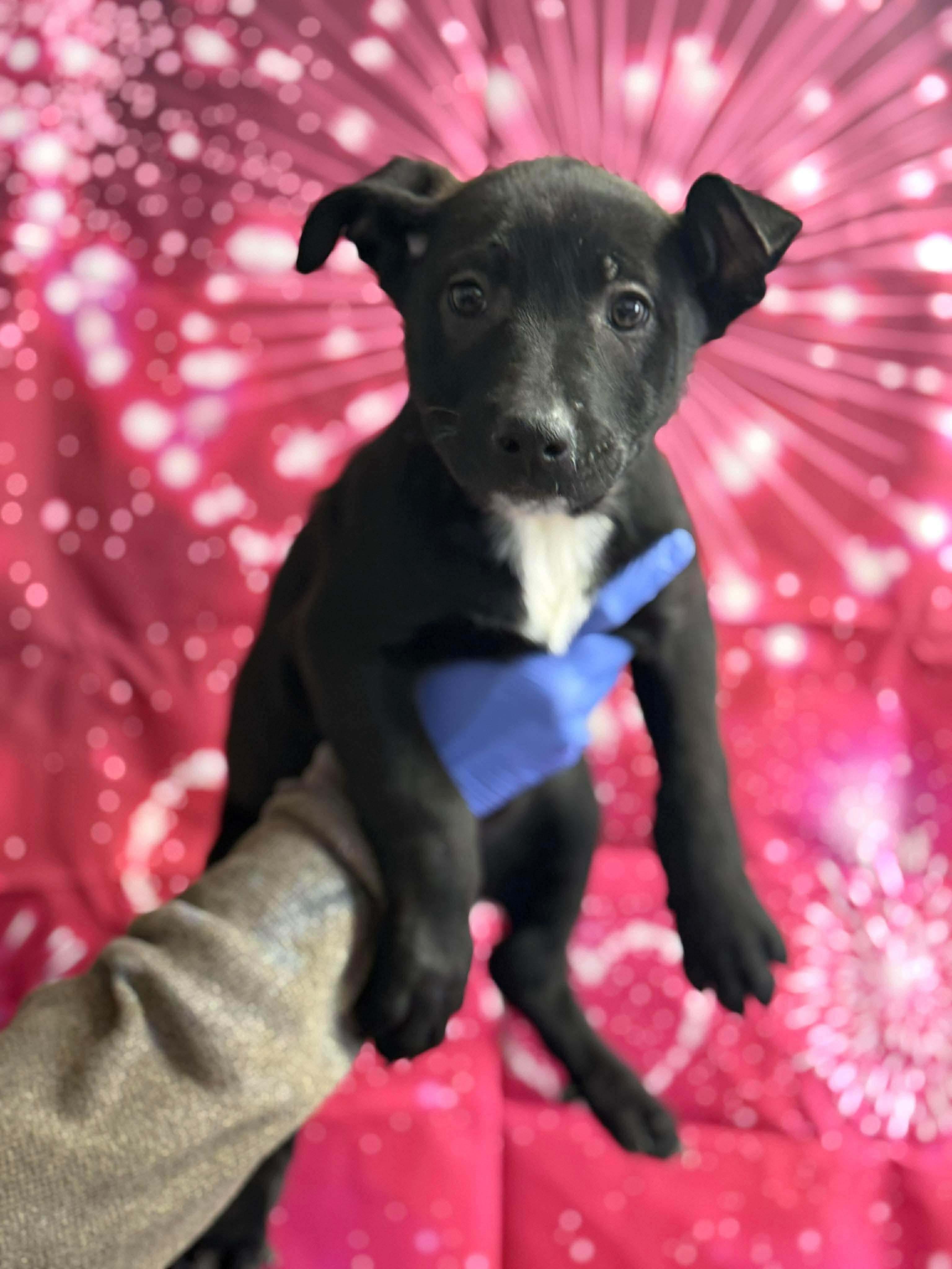 Enlarge A’ja, a ADOPTABLE mixed breed in East Haddam, CT image 2/4