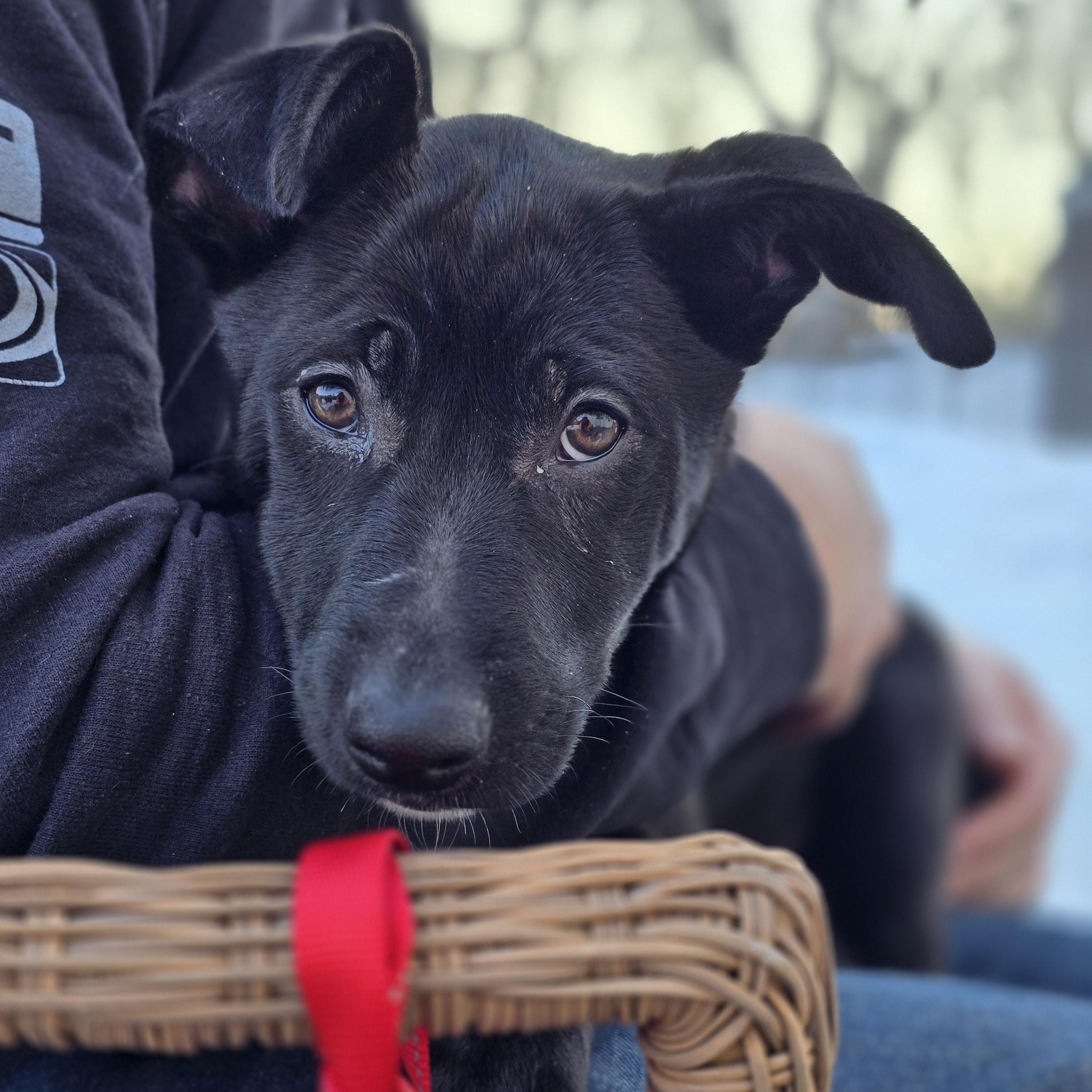 Enlarge A’ja, a ADOPTABLE mixed breed in East Haddam, CT image 1/4