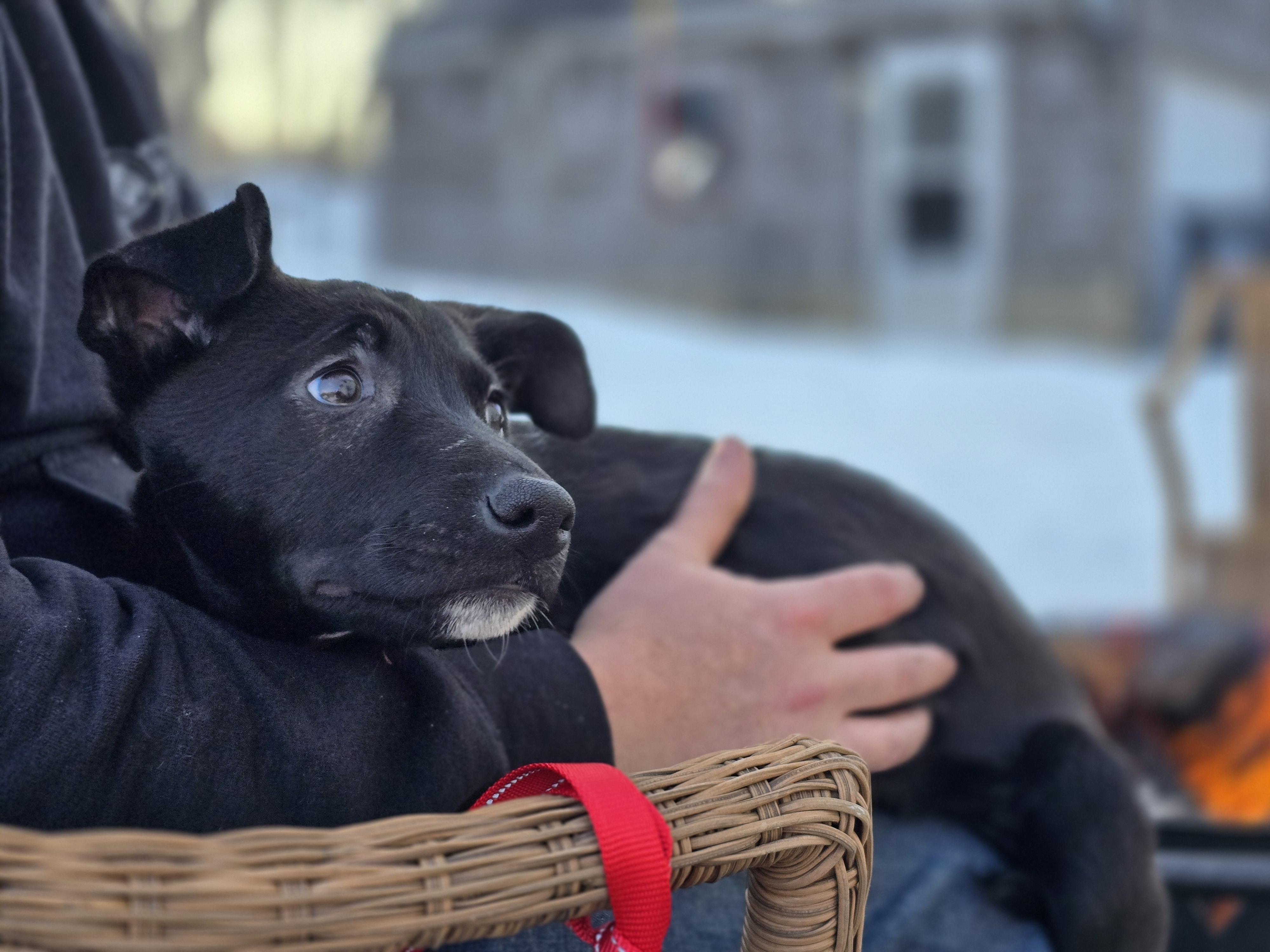 Enlarge A’ja, a ADOPTABLE mixed breed in East Haddam, CT image 3/4