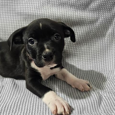 POLKA DOT, Adoptable, Puppy Female Pit Bull Terrier & Mixed Breed.