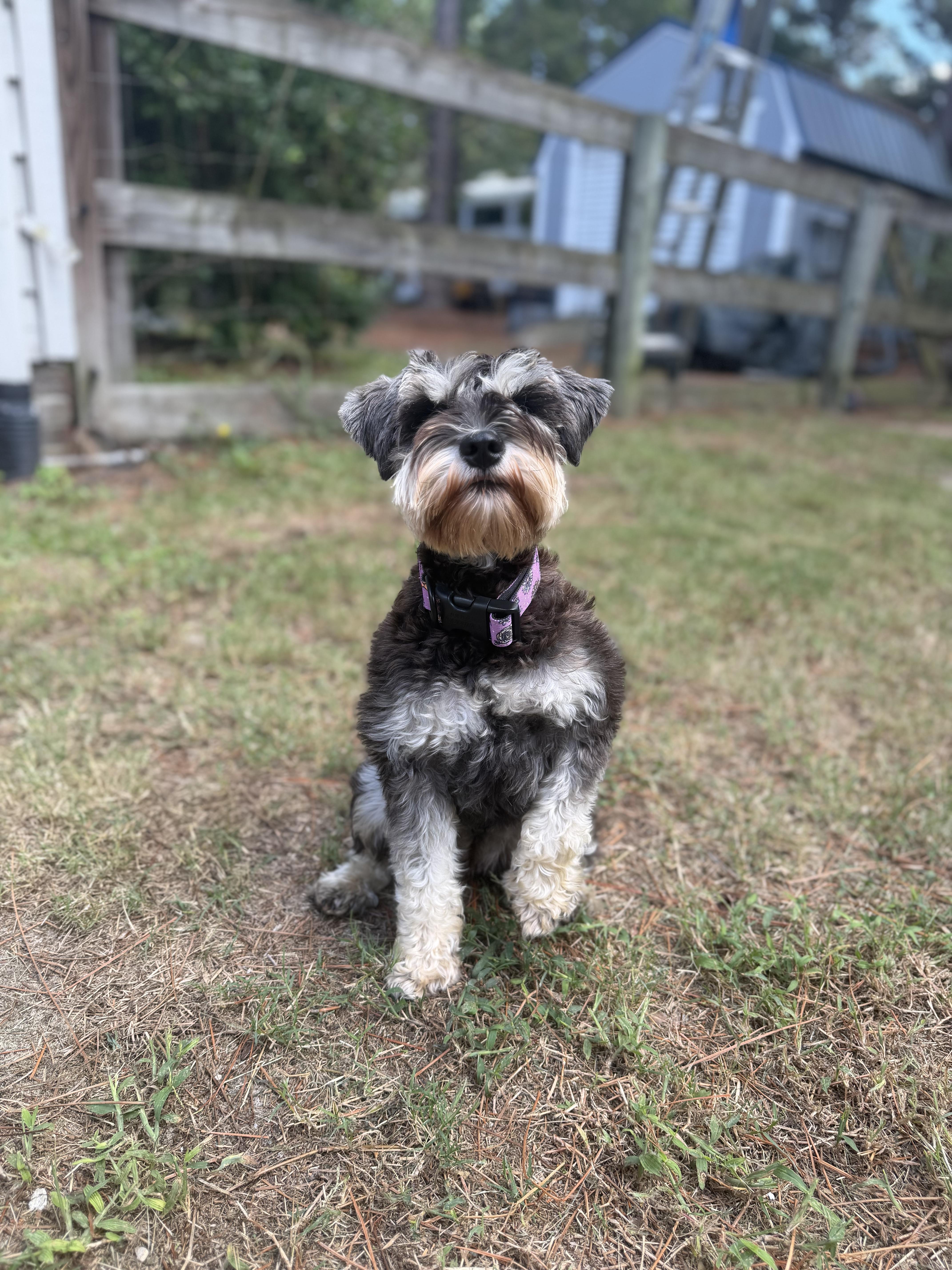 Enlarge Mabel, a Adoptable Miniature Schnauzer in Southern Pines, NC image 2/2