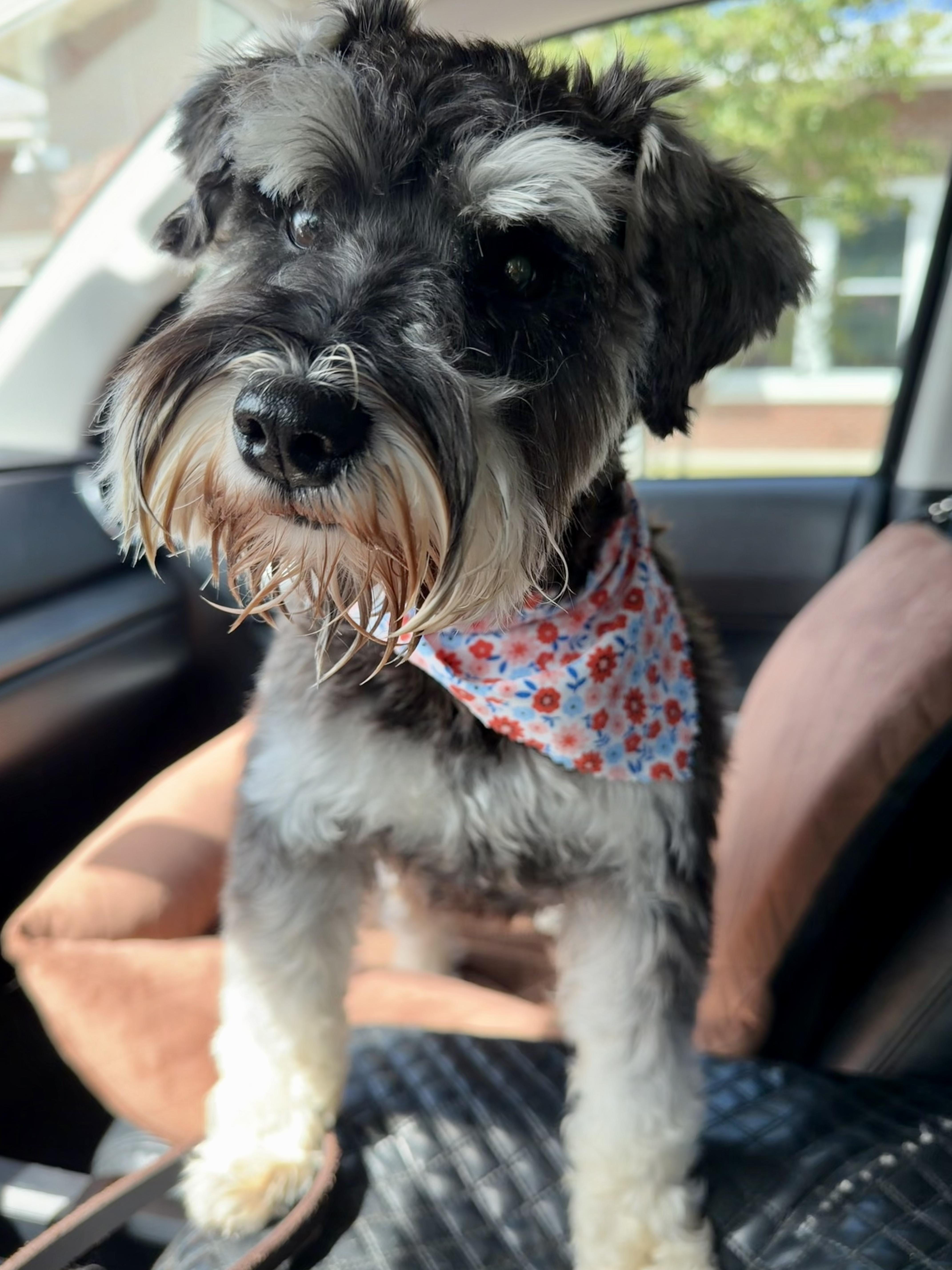 Enlarge Mabel, a Adoptable Miniature Schnauzer in Southern Pines, NC image 1/2