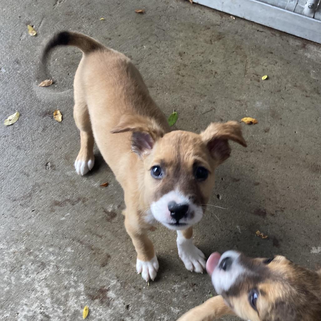Dolly, Adoptable, Puppy Female Australian Shepherd.