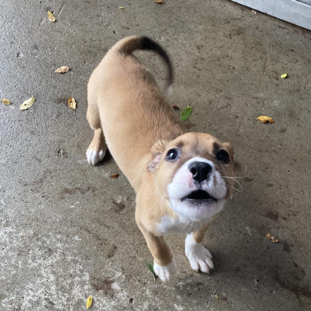 Enlarge Dolly, a Adoptable Australian Shepherd in Dayton, OH image 3/4