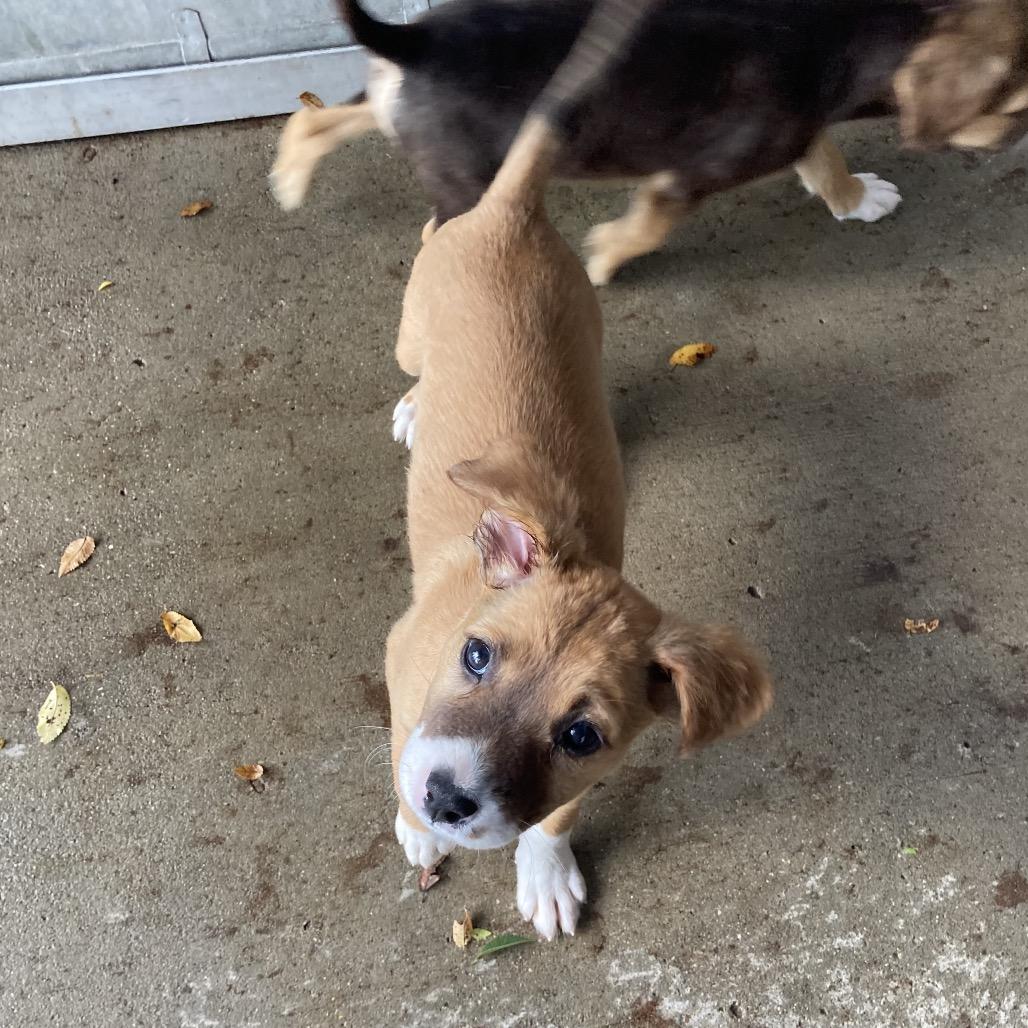 Enlarge Dolly, a Adoptable Australian Shepherd in Dayton, OH image 4/4