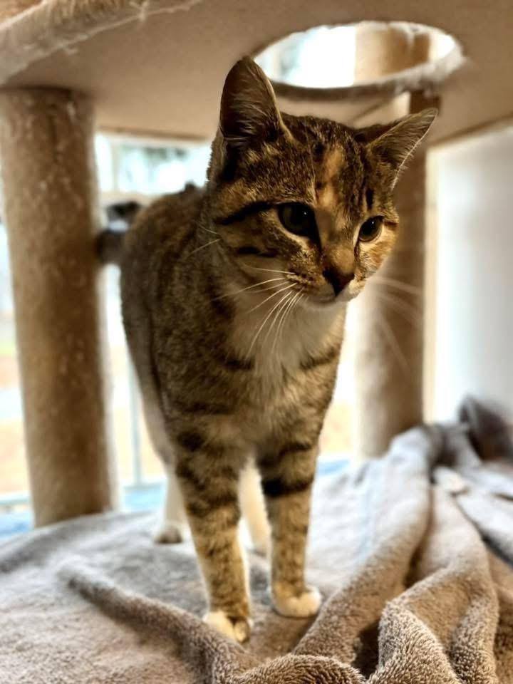 Beatrix, Adoptable, Kitten Female Domestic Short Hair.