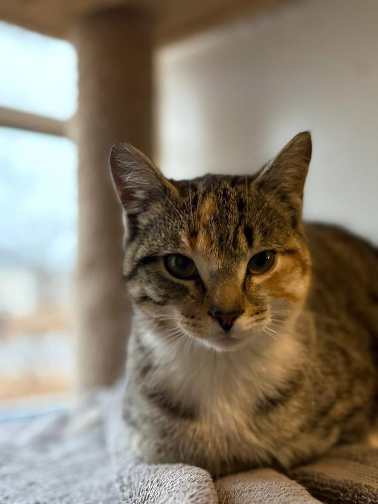 Enlarge Beatrix, a Adoptable mixed breed in WARNER ROBINS, GA image 3/6