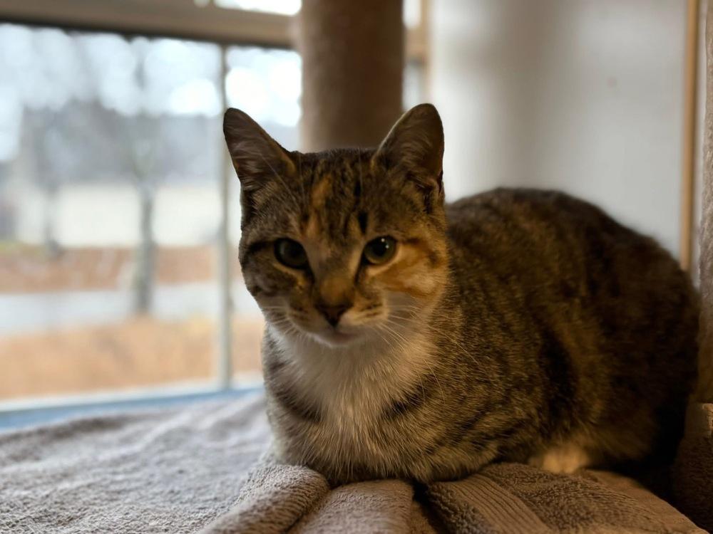 Enlarge Beatrix, a Adoptable mixed breed in WARNER ROBINS, GA image 4/6