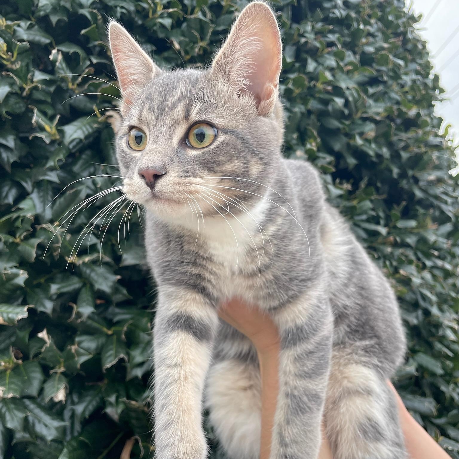 Enlarge Rudolph, an adoptable Domestic Short Hair in Fairfax Station, VA image 1/5