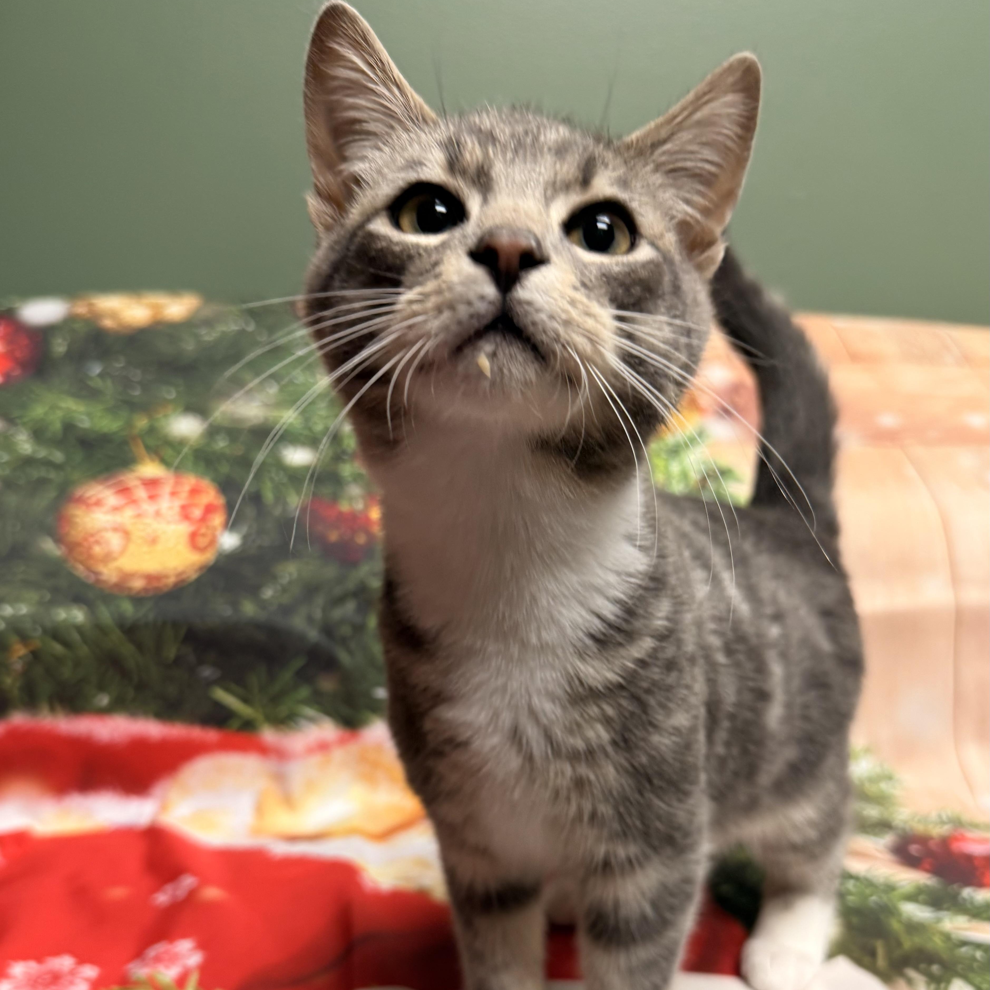 Enlarge Rudolph, an adoptable Domestic Short Hair in Fairfax Station, VA image 4/5