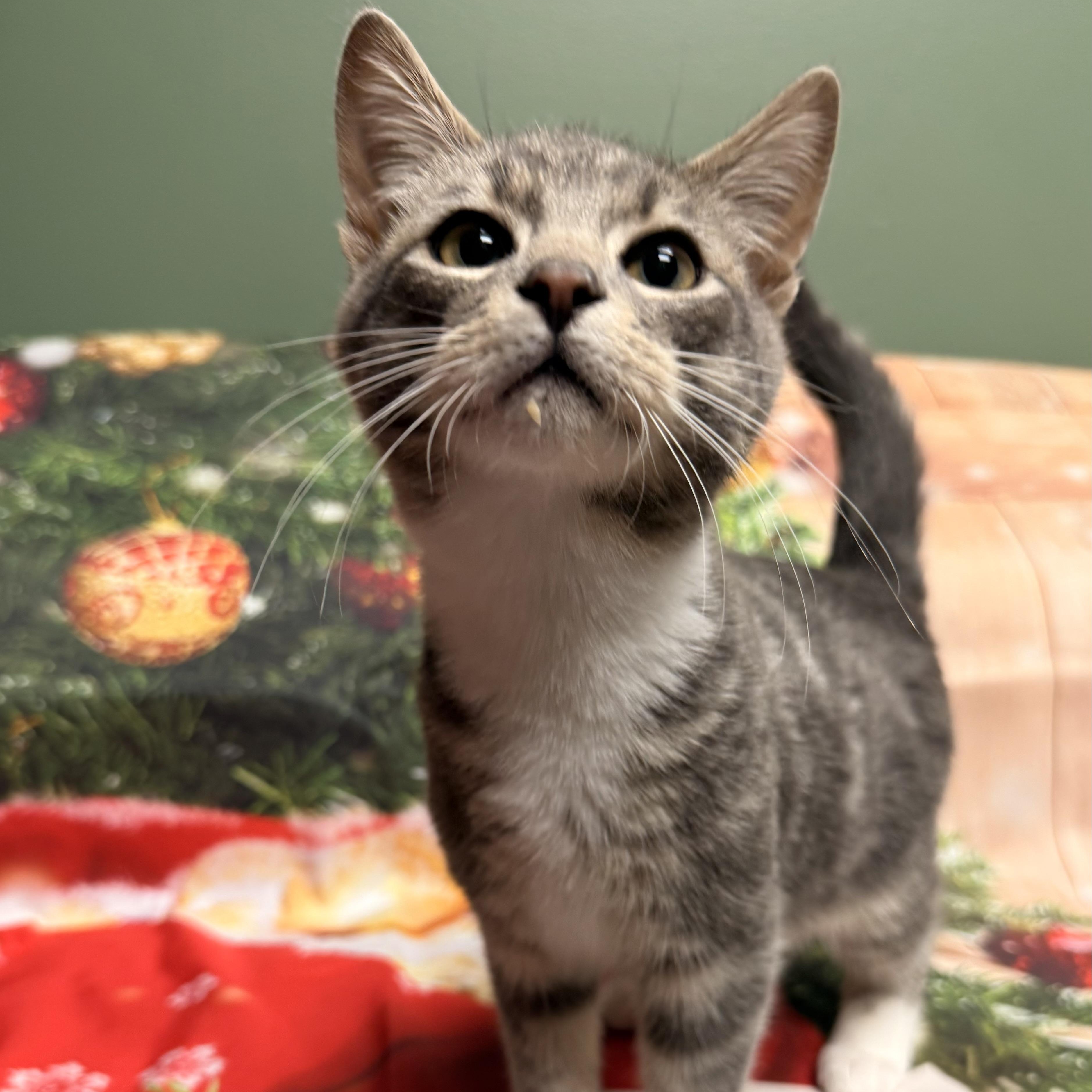 Enlarge Rudolph, an adoptable Domestic Short Hair in Fairfax Station, VA image 1/2