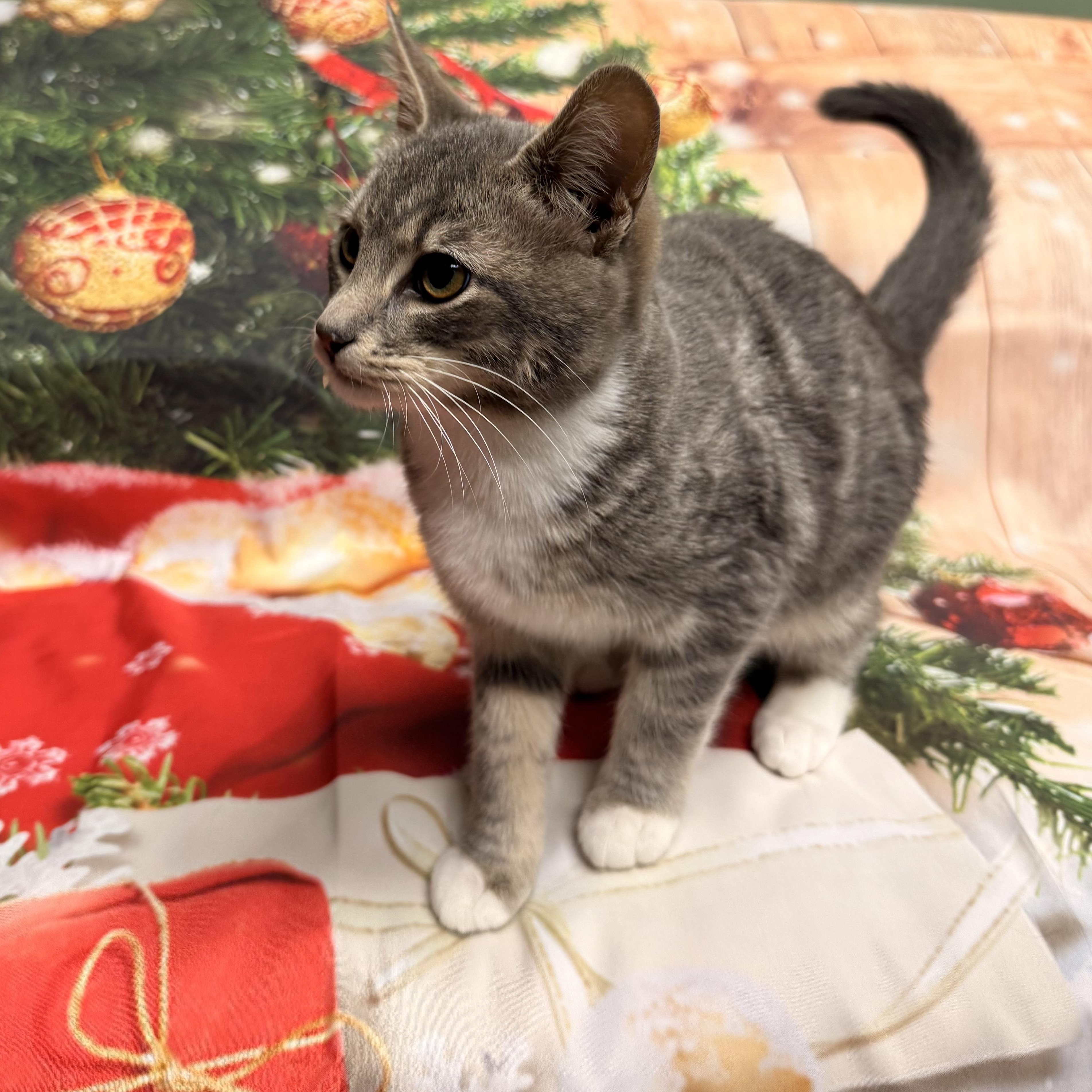 Enlarge Rudolph, an adoptable Domestic Short Hair in Fairfax Station, VA image 2/2