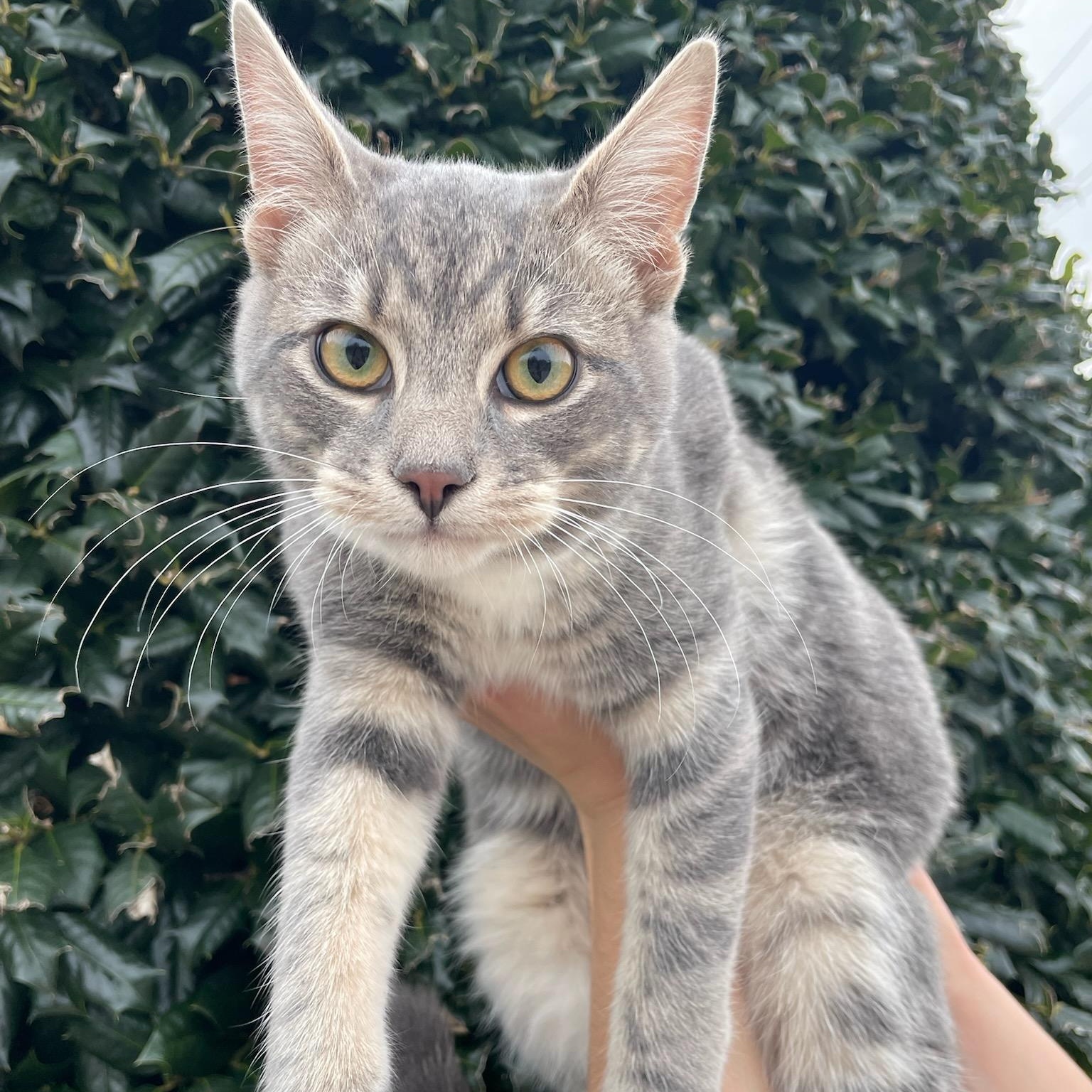Enlarge Rudolph, an adoptable Domestic Short Hair in Fairfax Station, VA image 2/5