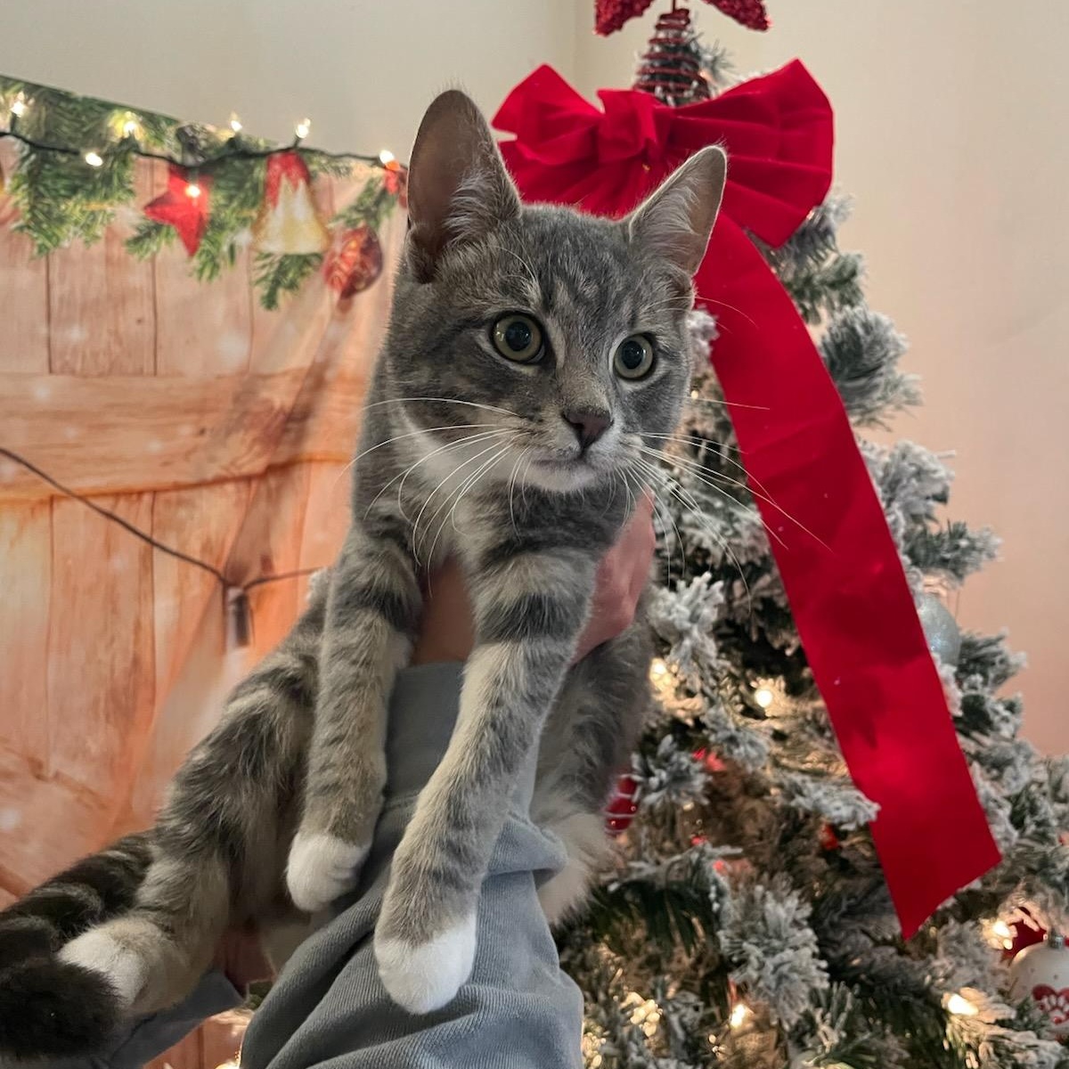 Enlarge Rudolph, an adoptable Domestic Short Hair in Fairfax Station, VA image 3/5