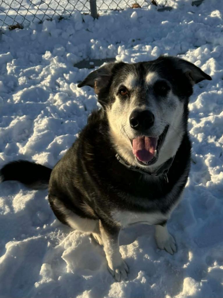 Buck, a Adoptable mixed breed in Viroqua, WI image 1/6