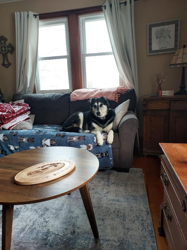 Buck, a Adoptable mixed breed in Viroqua, WI image 2/6