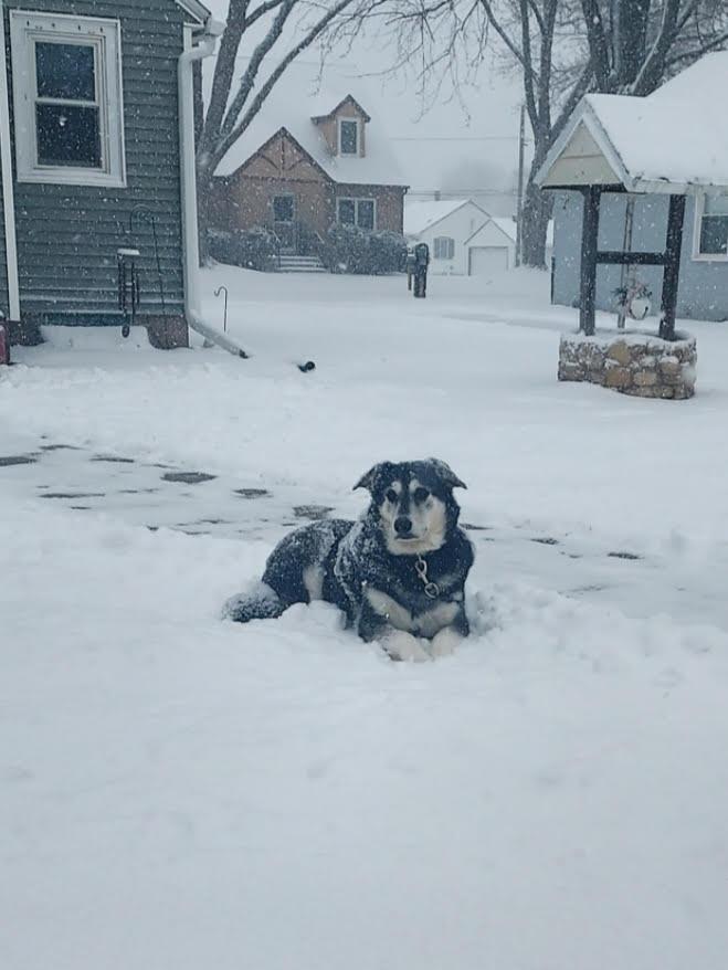 Buck, a Adoptable mixed breed in Viroqua, WI image 3/6