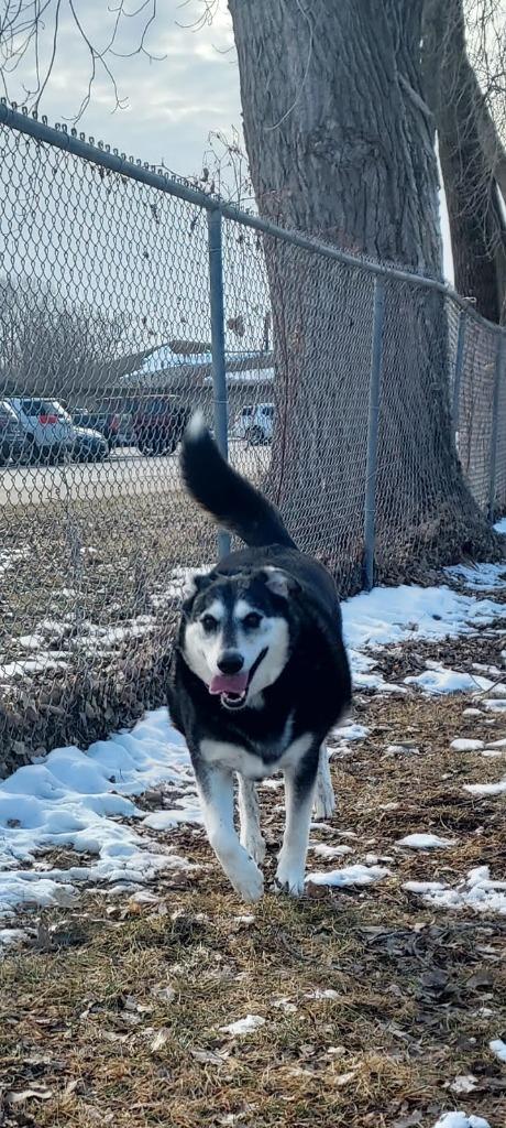 Buck, a Adoptable mixed breed in Viroqua, WI image 4/6
