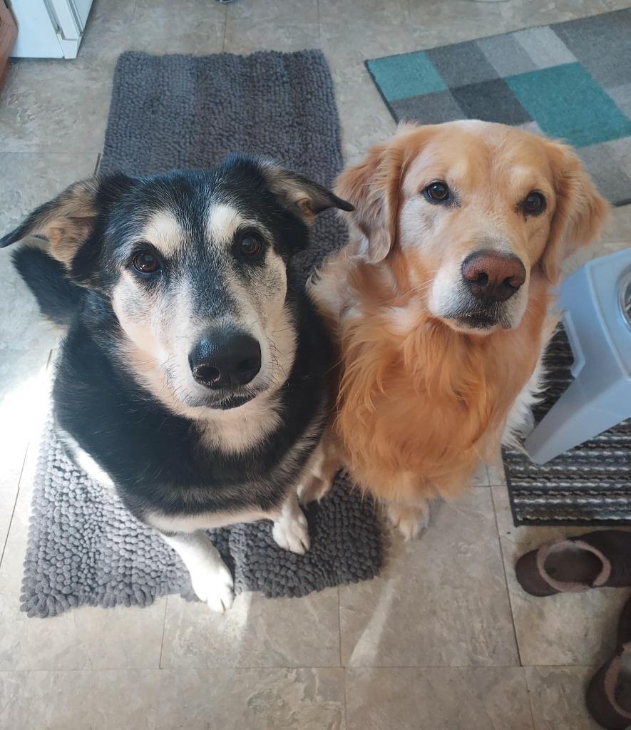 Enlarge Buck, a Adoptable mixed breed in Viroqua, WI image 4/6