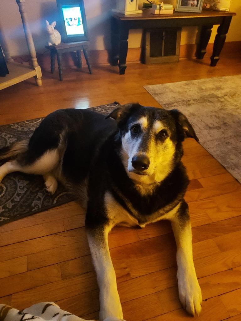 Buck, a Adoptable mixed breed in Viroqua, WI image 5/6