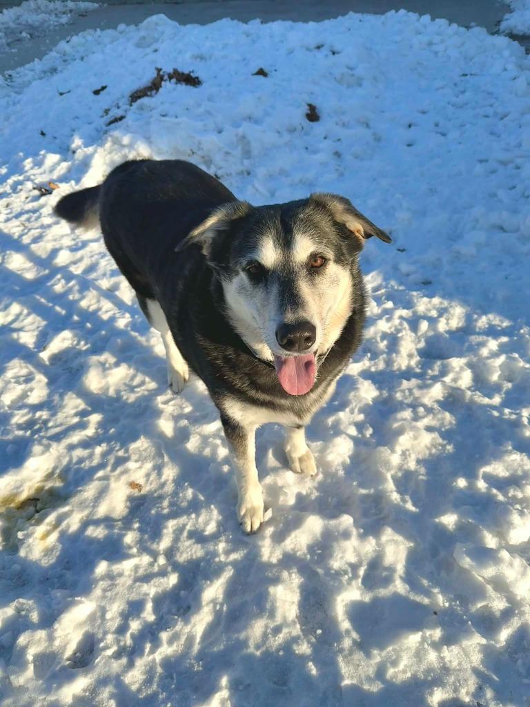 Buck, a Adoptable mixed breed in Viroqua, WI image 6/6
