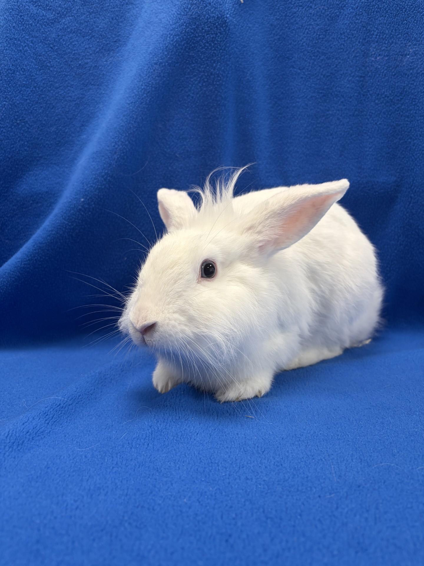 Enlarge Celery, a Adoptable Bunny Rabbit in Mississauga, ON image 3/4