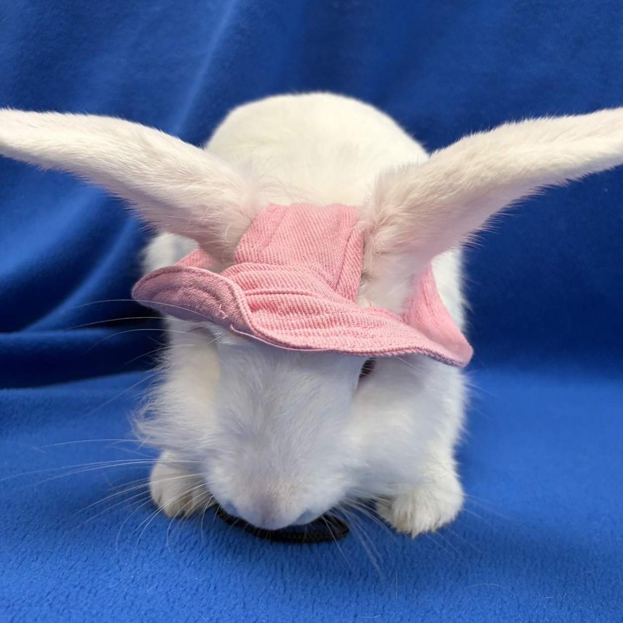 Enlarge Celery, a Adoptable Bunny Rabbit in Mississauga, ON image 1/4