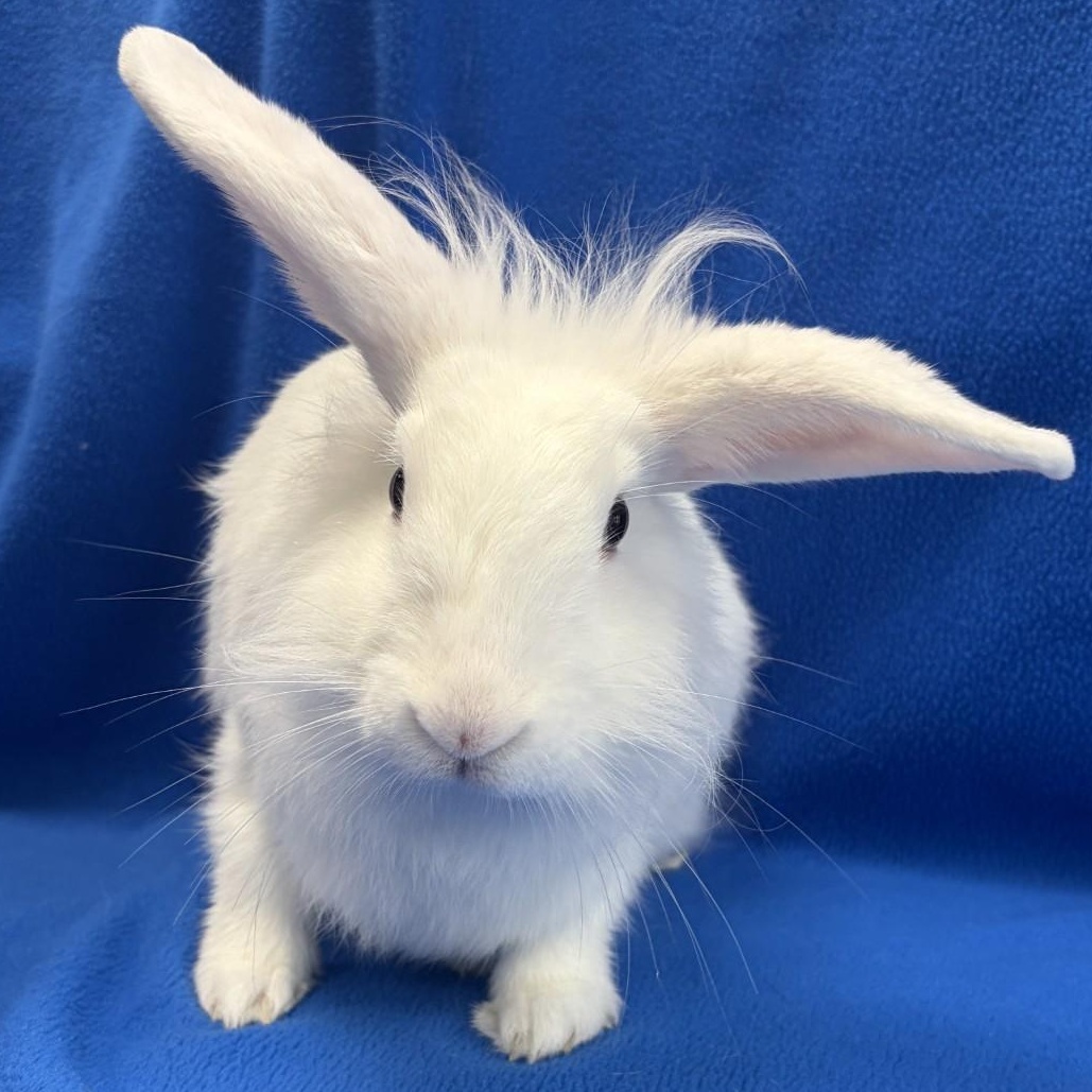 Enlarge Celery, a Adoptable Bunny Rabbit in Mississauga, ON image 2/4