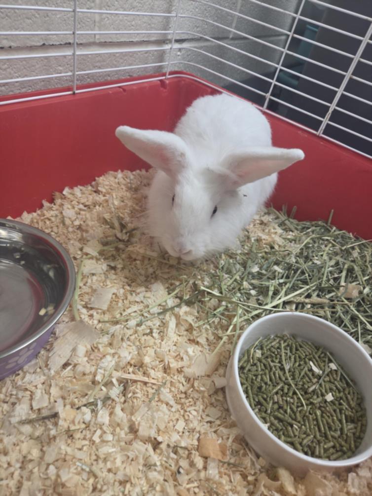 Enlarge Celery, an adoptable Bunny Rabbit in Mississauga, ON image 1/1