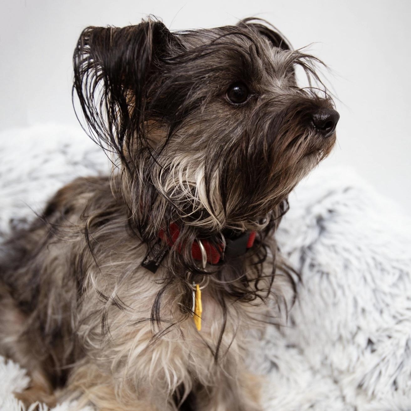 Snookie, a ADOPTABLE mixed breed in Santa Monica, CA image 2/6