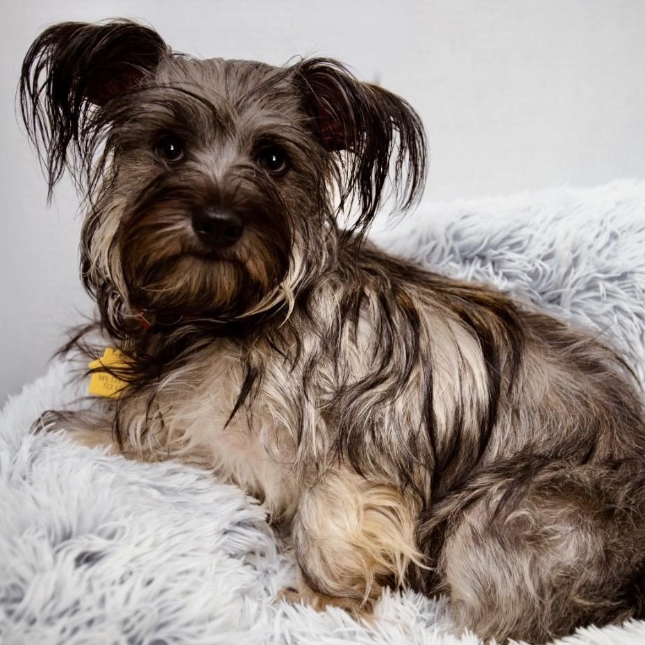 Snookie, a ADOPTABLE mixed breed in Santa Monica, CA image 1/6
