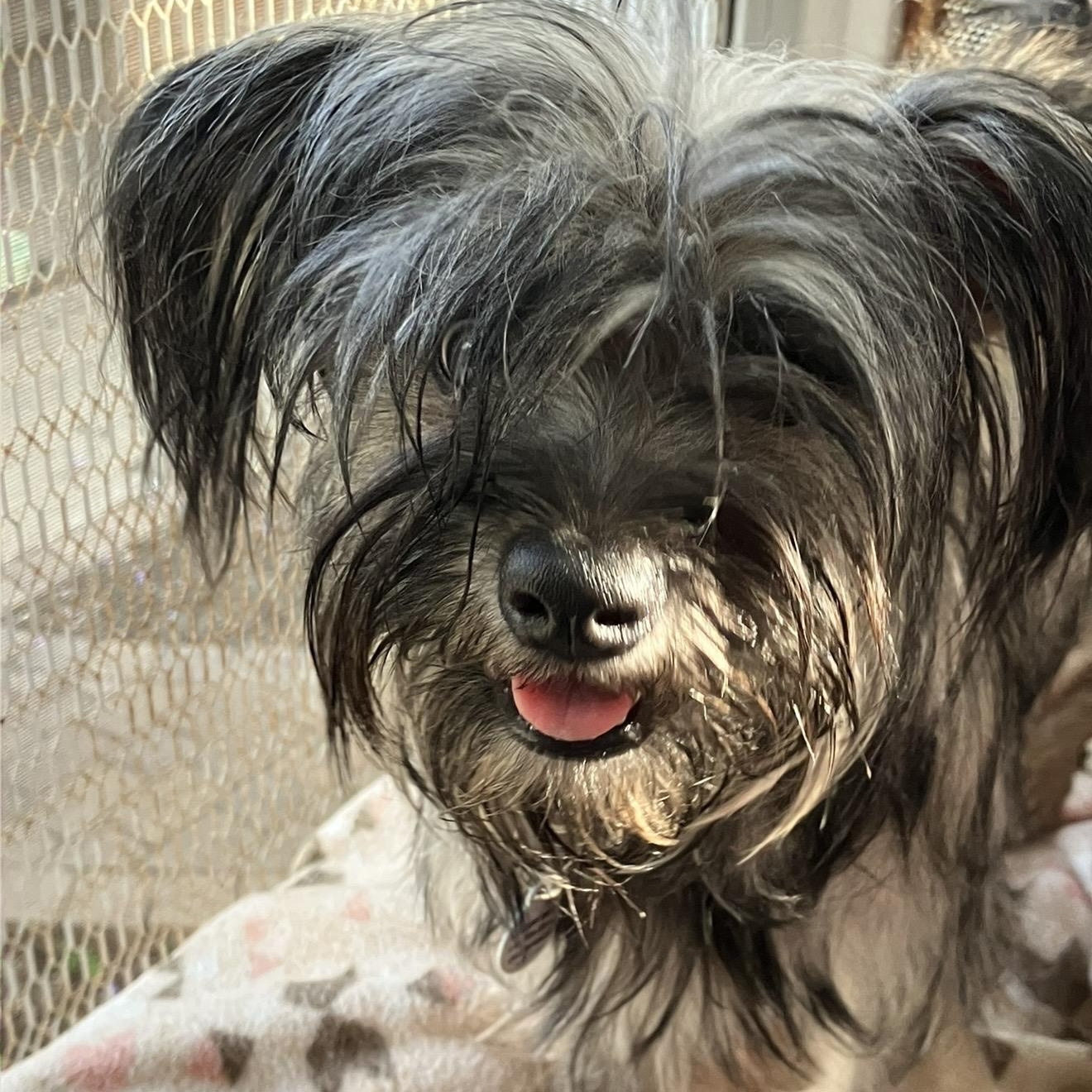 Snookie, a ADOPTABLE mixed breed in Santa Monica, CA image 4/6
