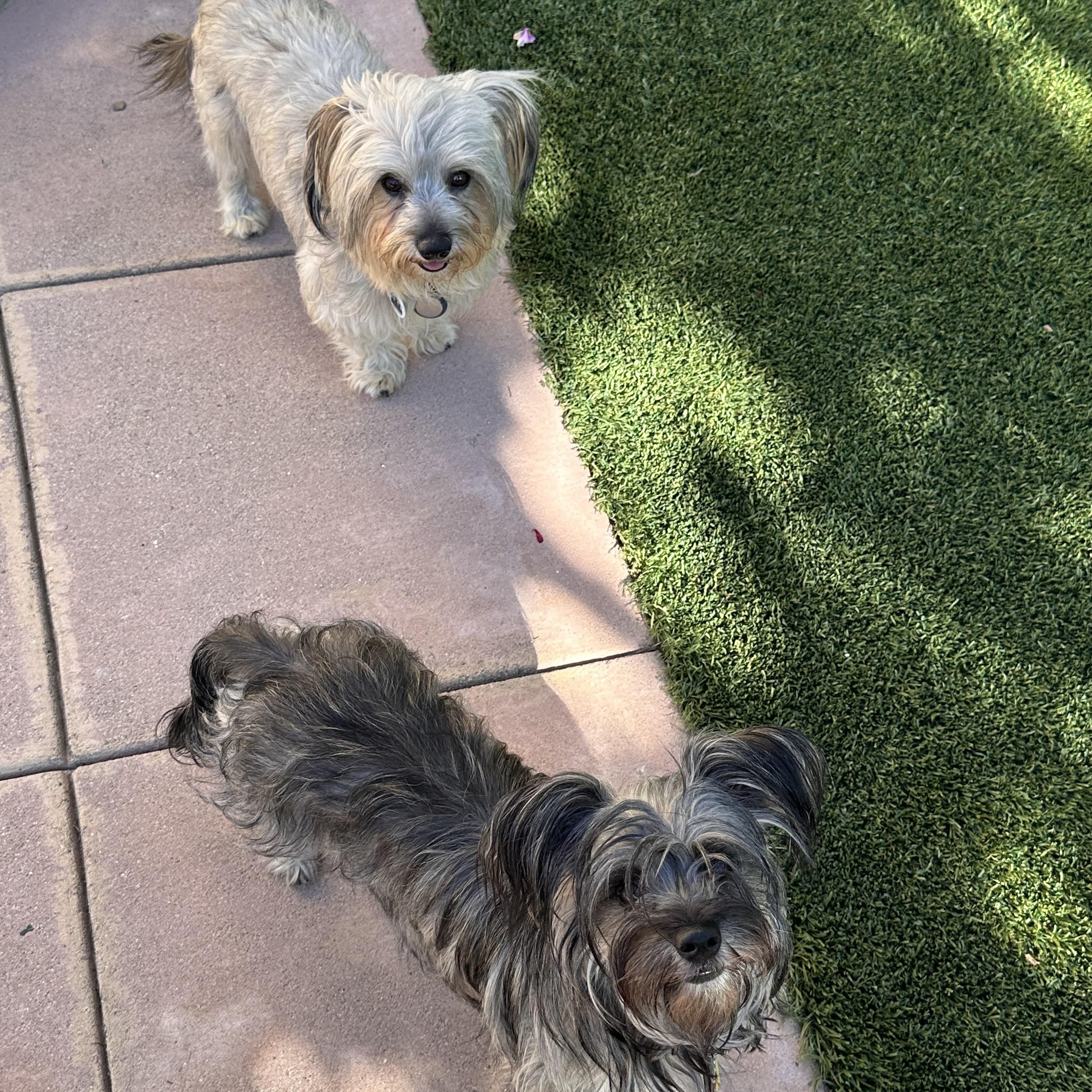 Snookie, a ADOPTABLE mixed breed in Santa Monica, CA image 5/6