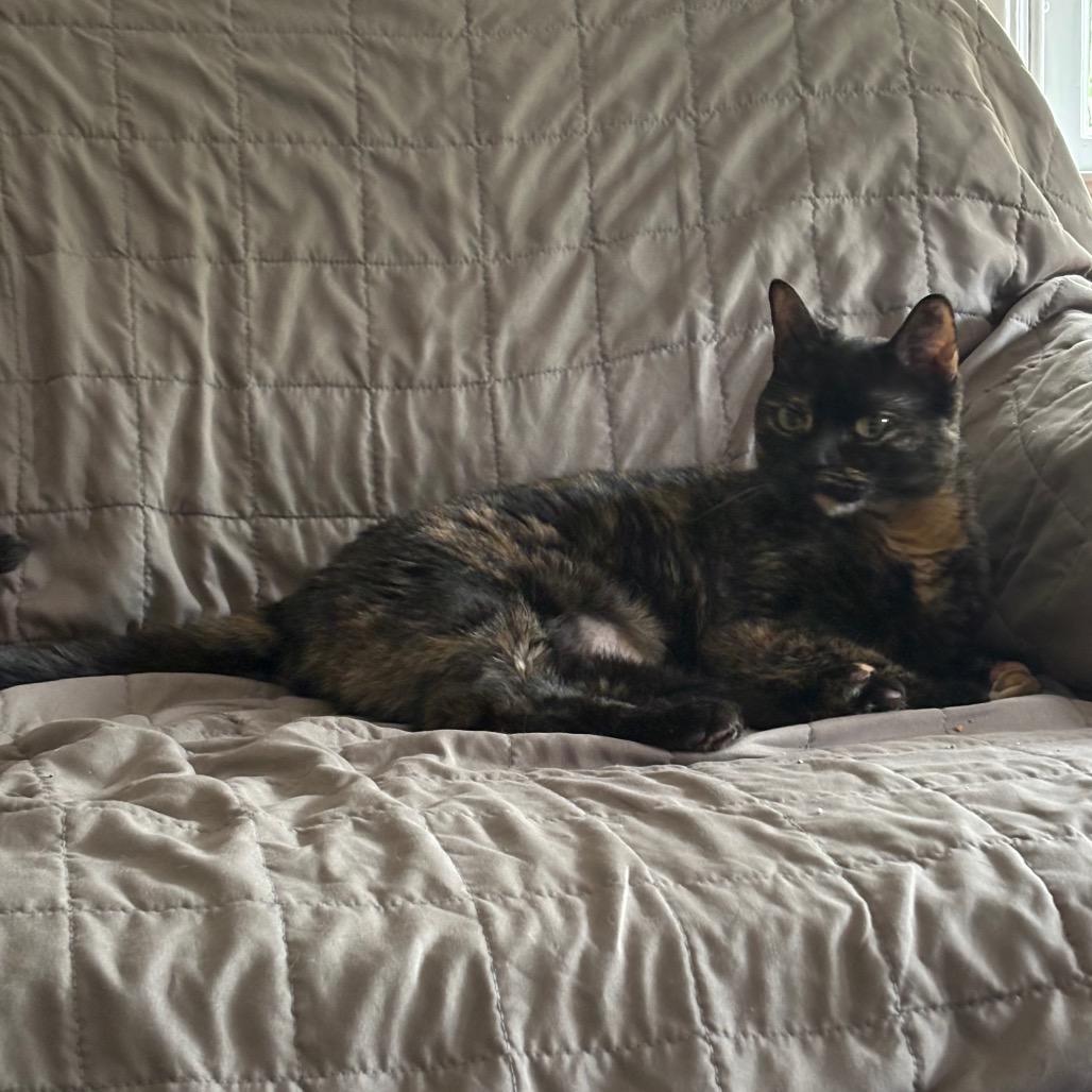 Enlarge Sipsi, a Adoptable Domestic Short Hair in Dover, NH image 1/6