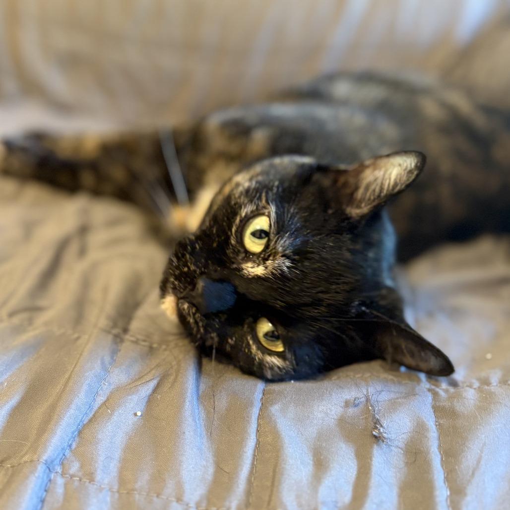 Enlarge Sipsi, a Adoptable Domestic Short Hair in Dover, NH image 2/6